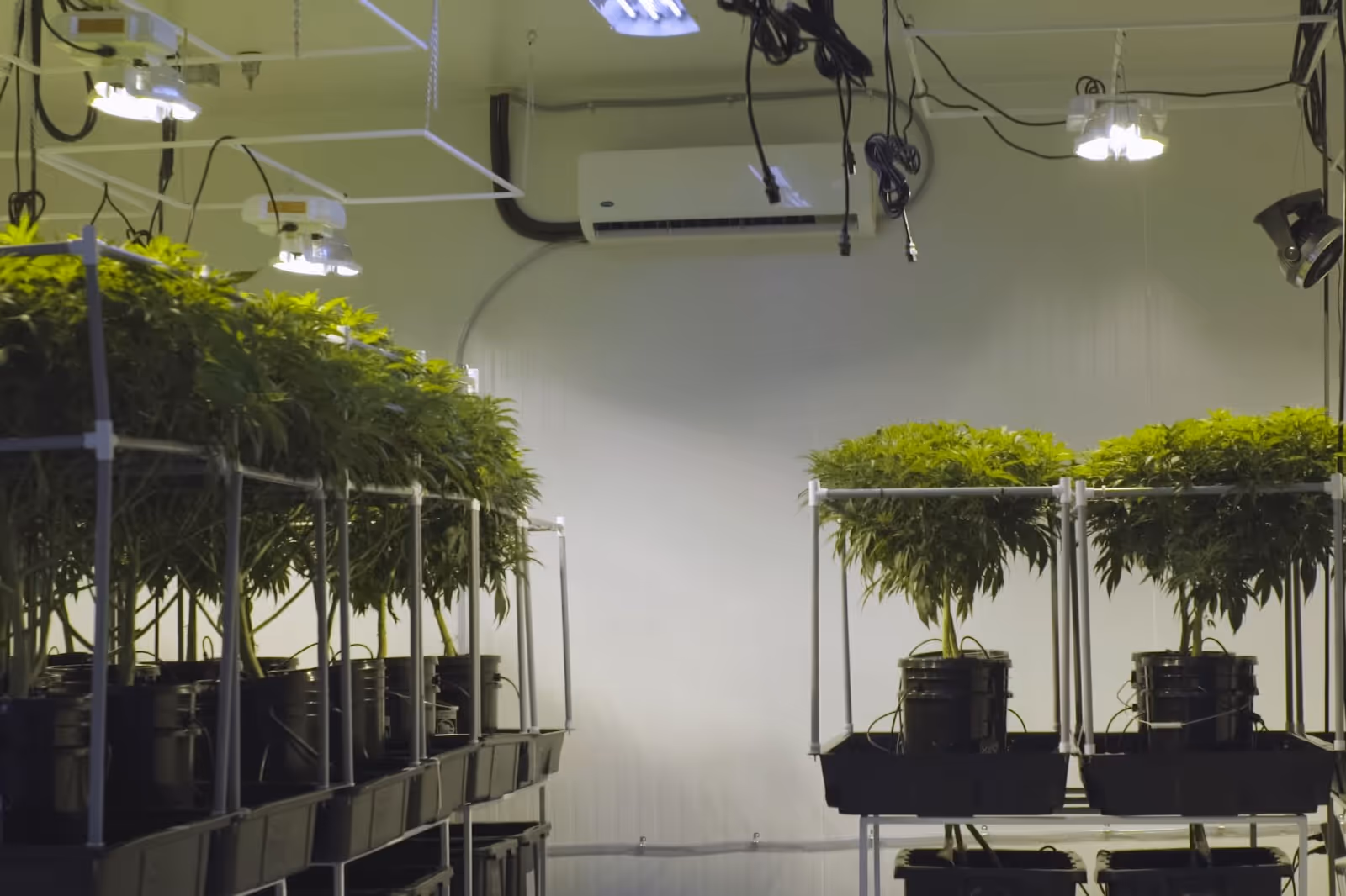 Low stress training has helped these cannabis plants remain open and flat. 