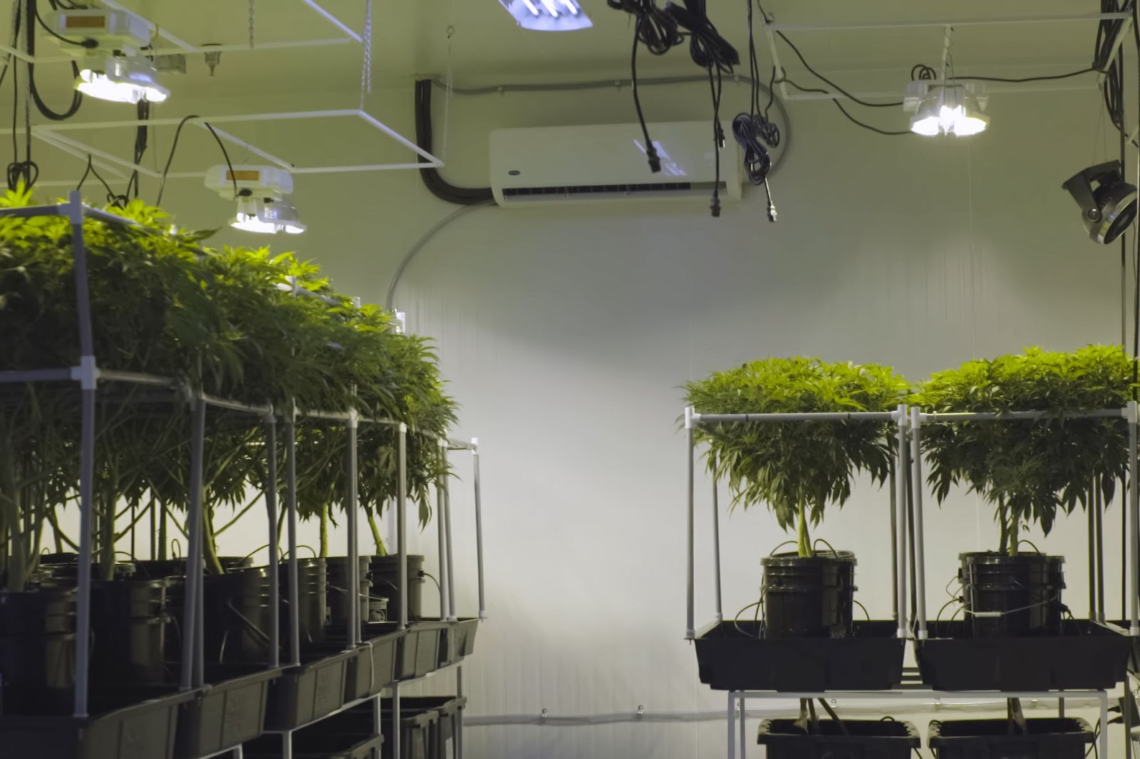 Low stress training has helped these cannabis plants remain open and flat.