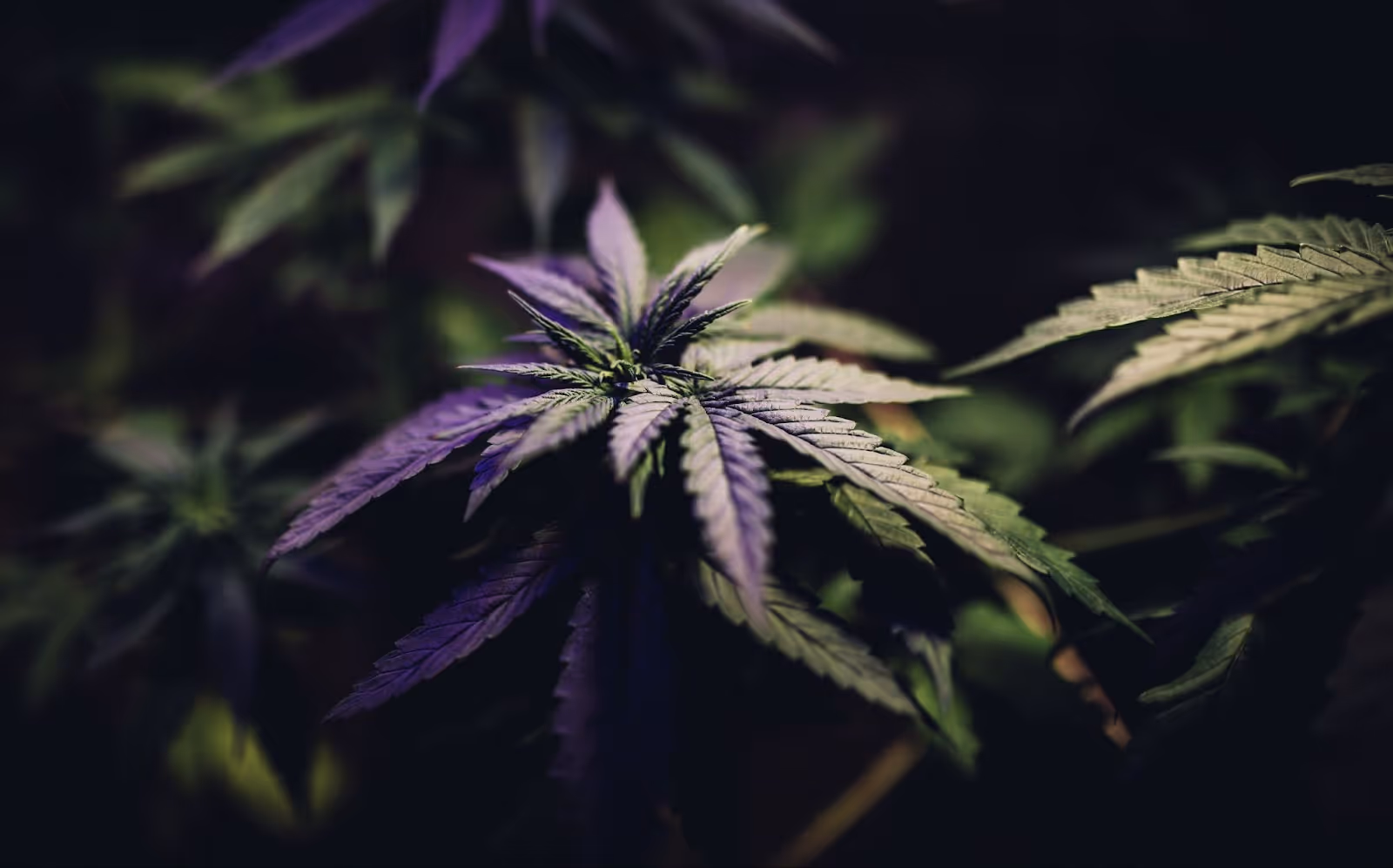 A cannabis plan that has not be topped. 