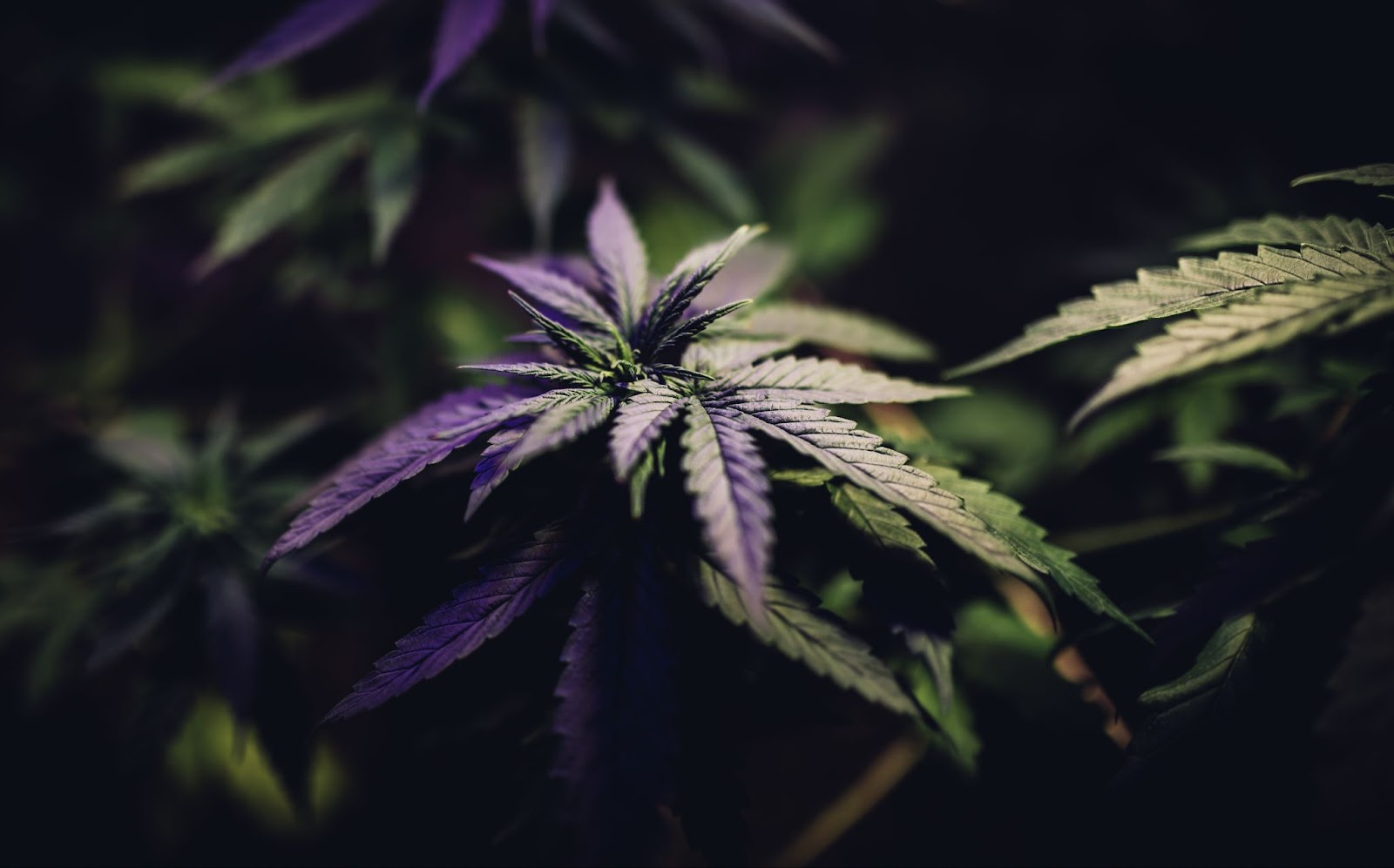 A cannabis plan that has not be topped.