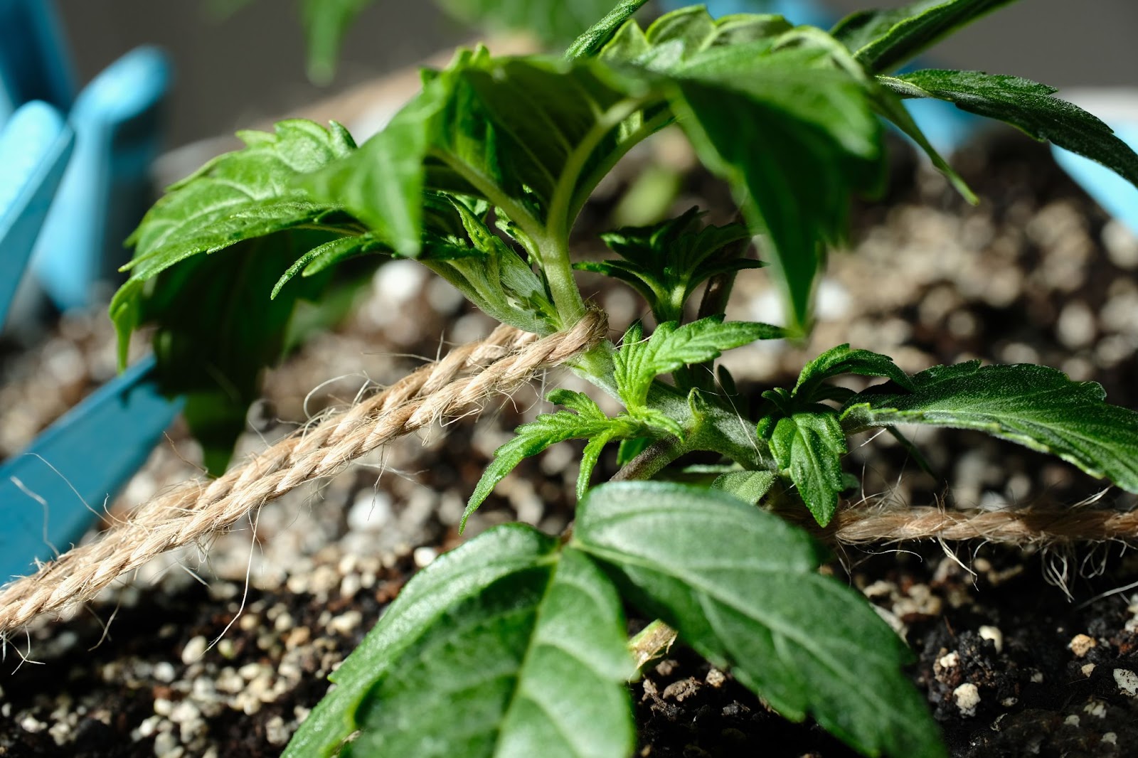 A very small cannabis plan that has undergone low stress training.