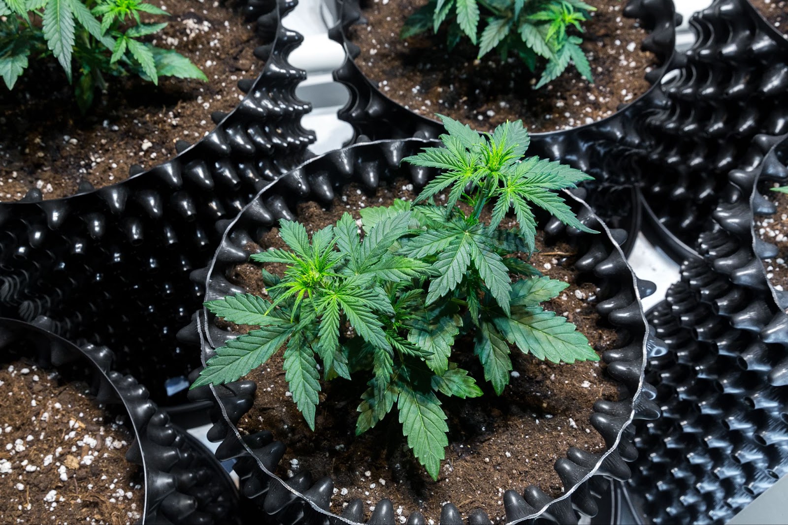 A small cannabis plant few nodes.