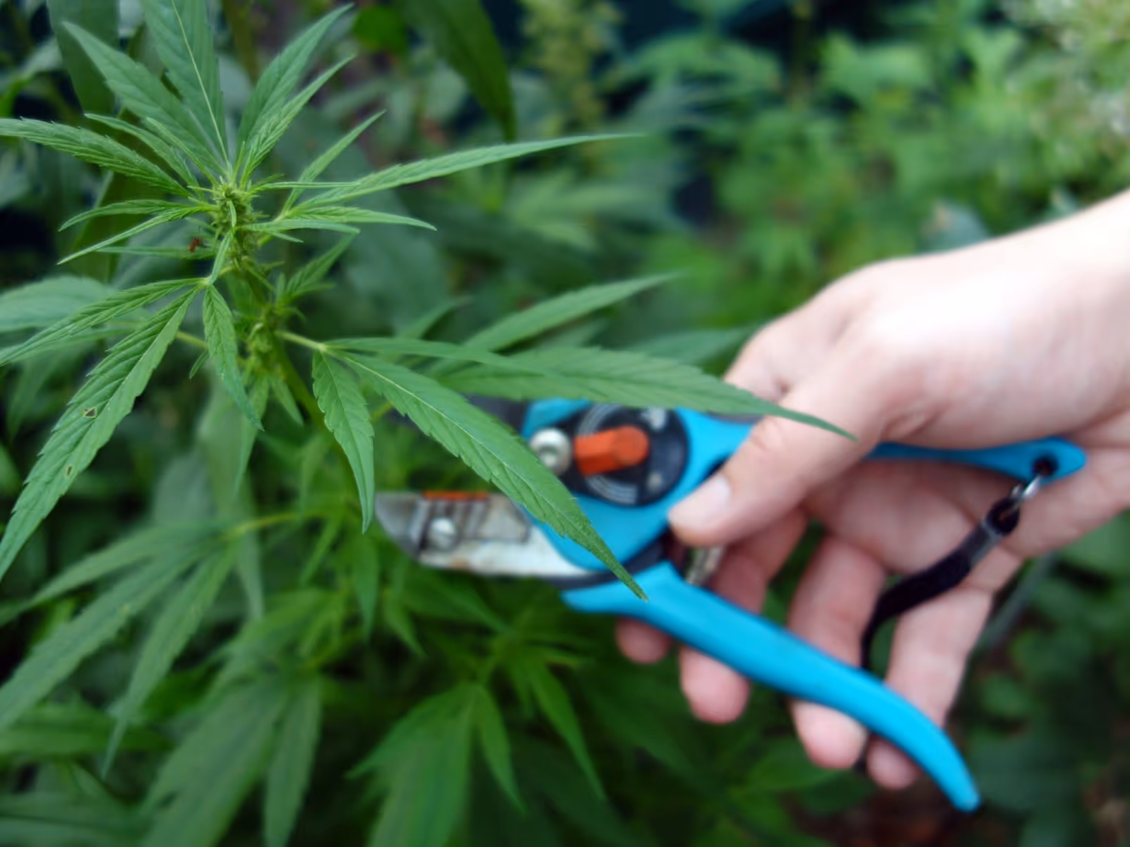 A cannabis plant that is under going high stress training. 