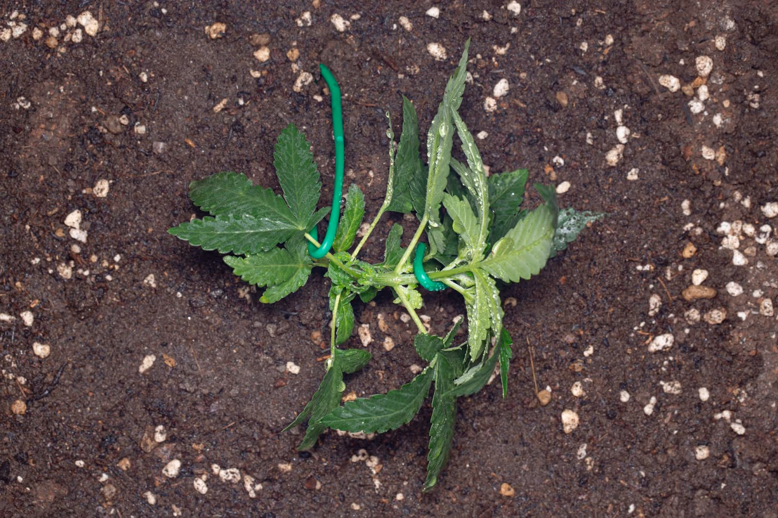 A young cannabis plant that has had low stress training. 