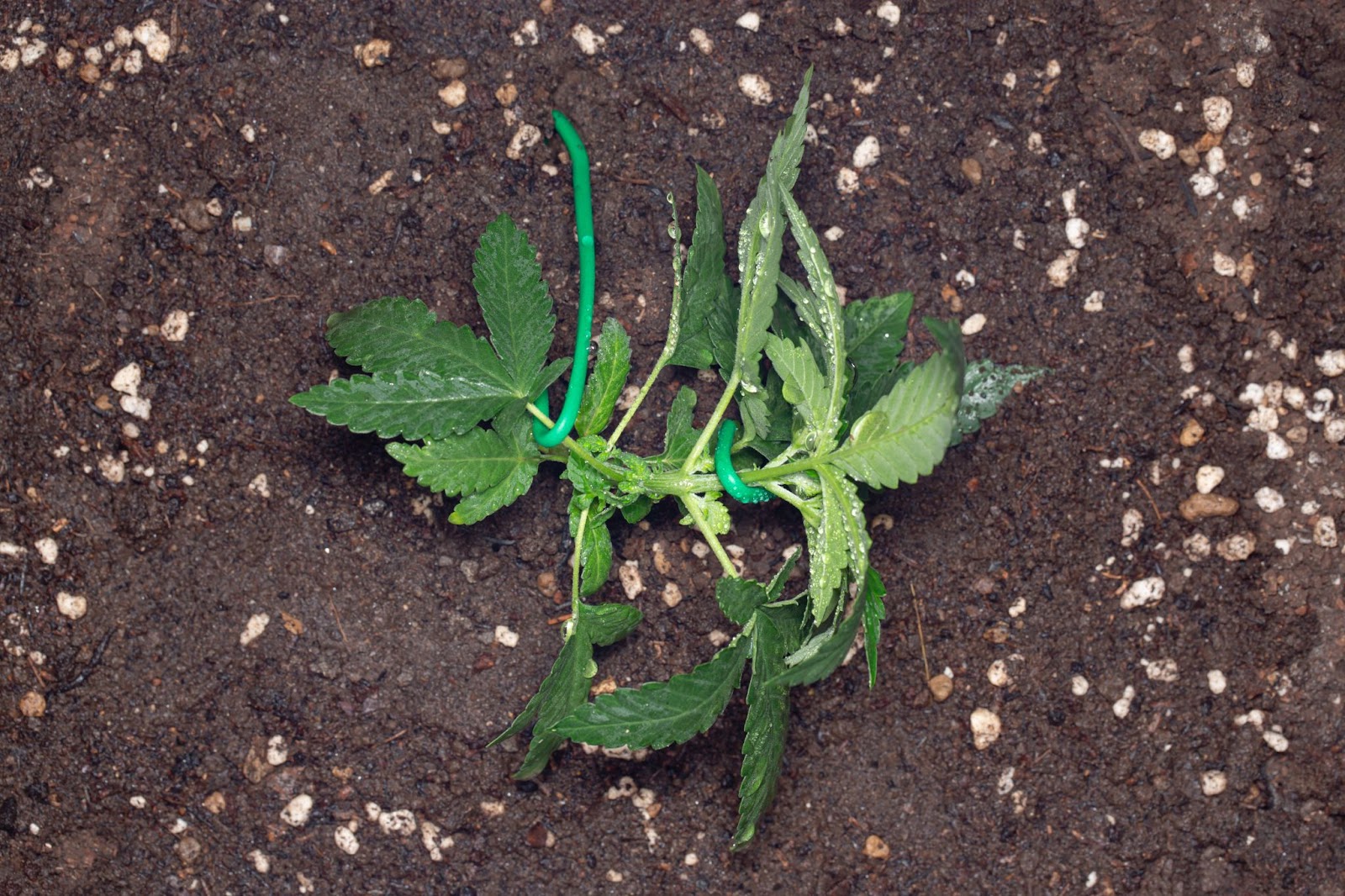 A young cannabis plant that has had low stress training.