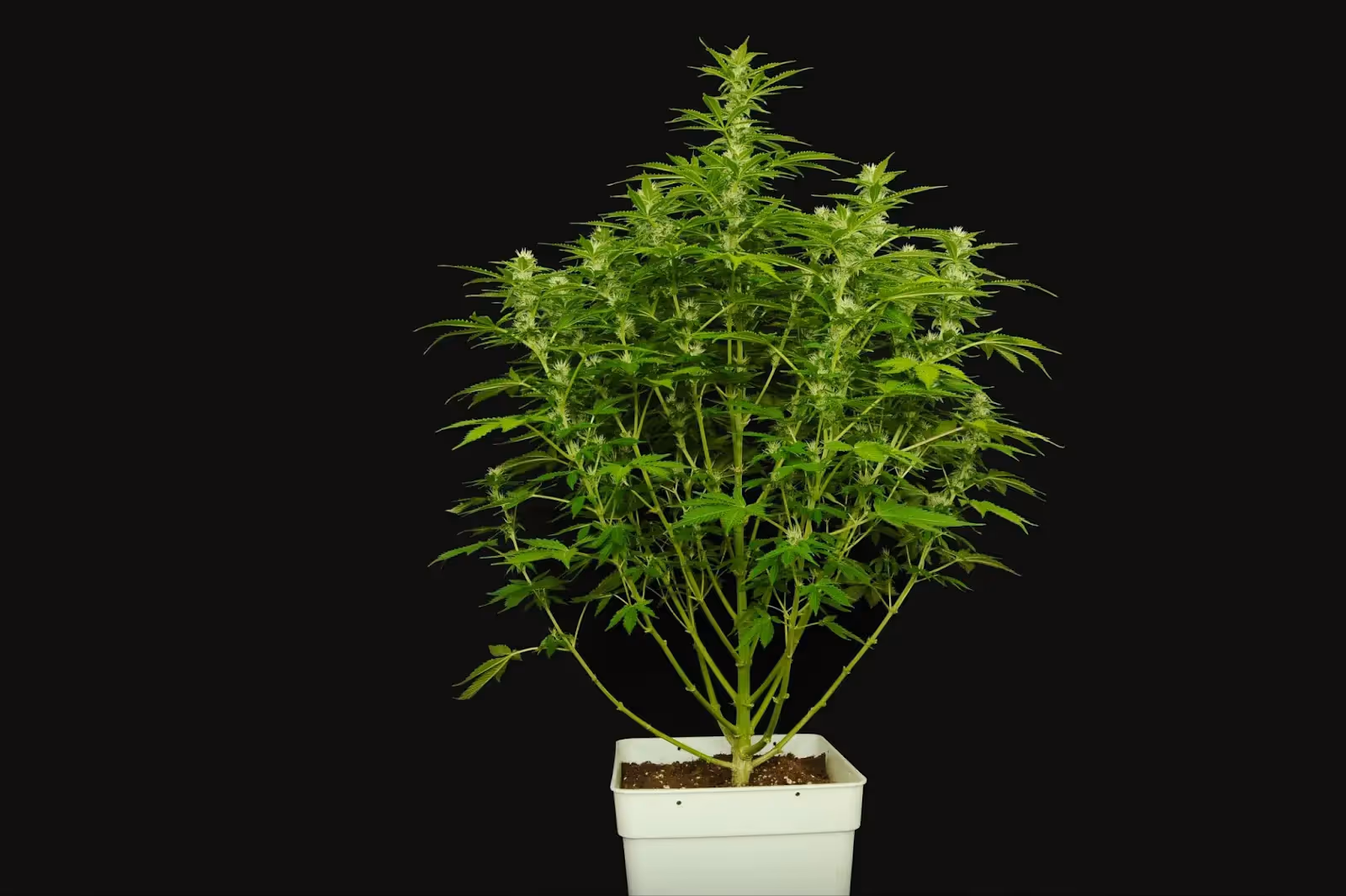 A cannabis plant than needs more lollipopping techniques to get the best yield.