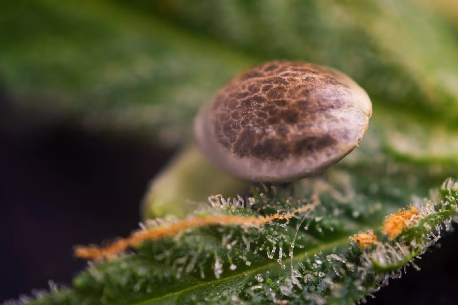 An autoflower cannabis seed on top of a cannabis leaf.