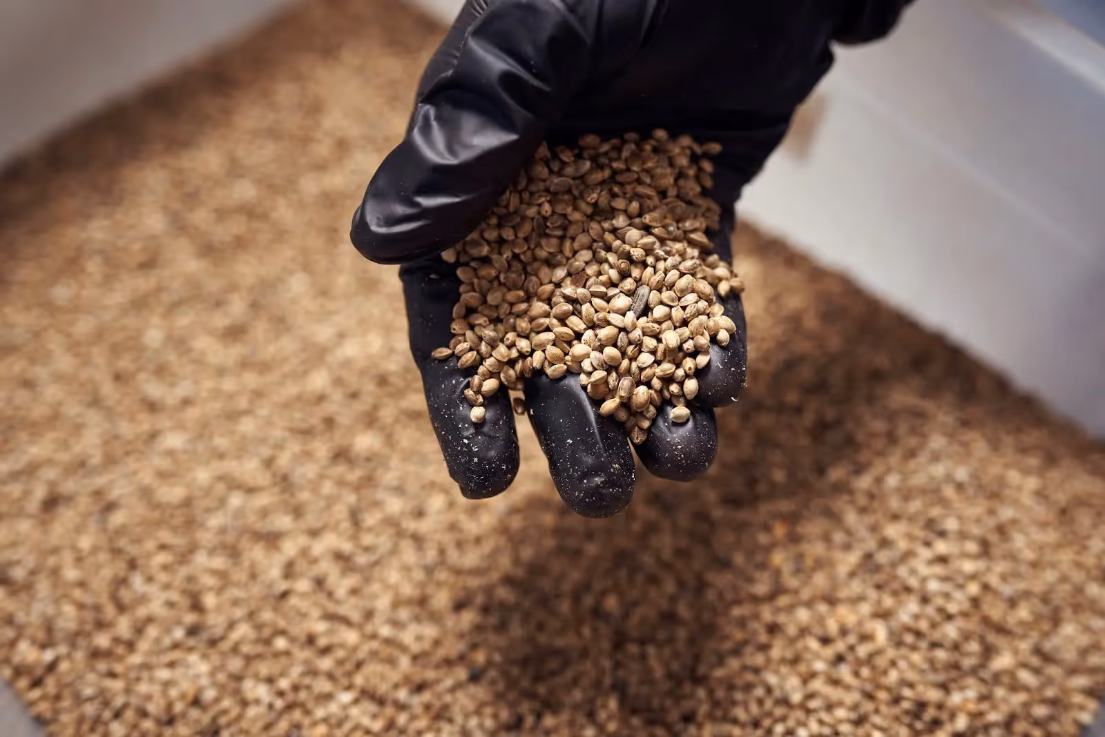 A worker at a cannabis seed bank holding hundreds of autoflower cannabis plants.