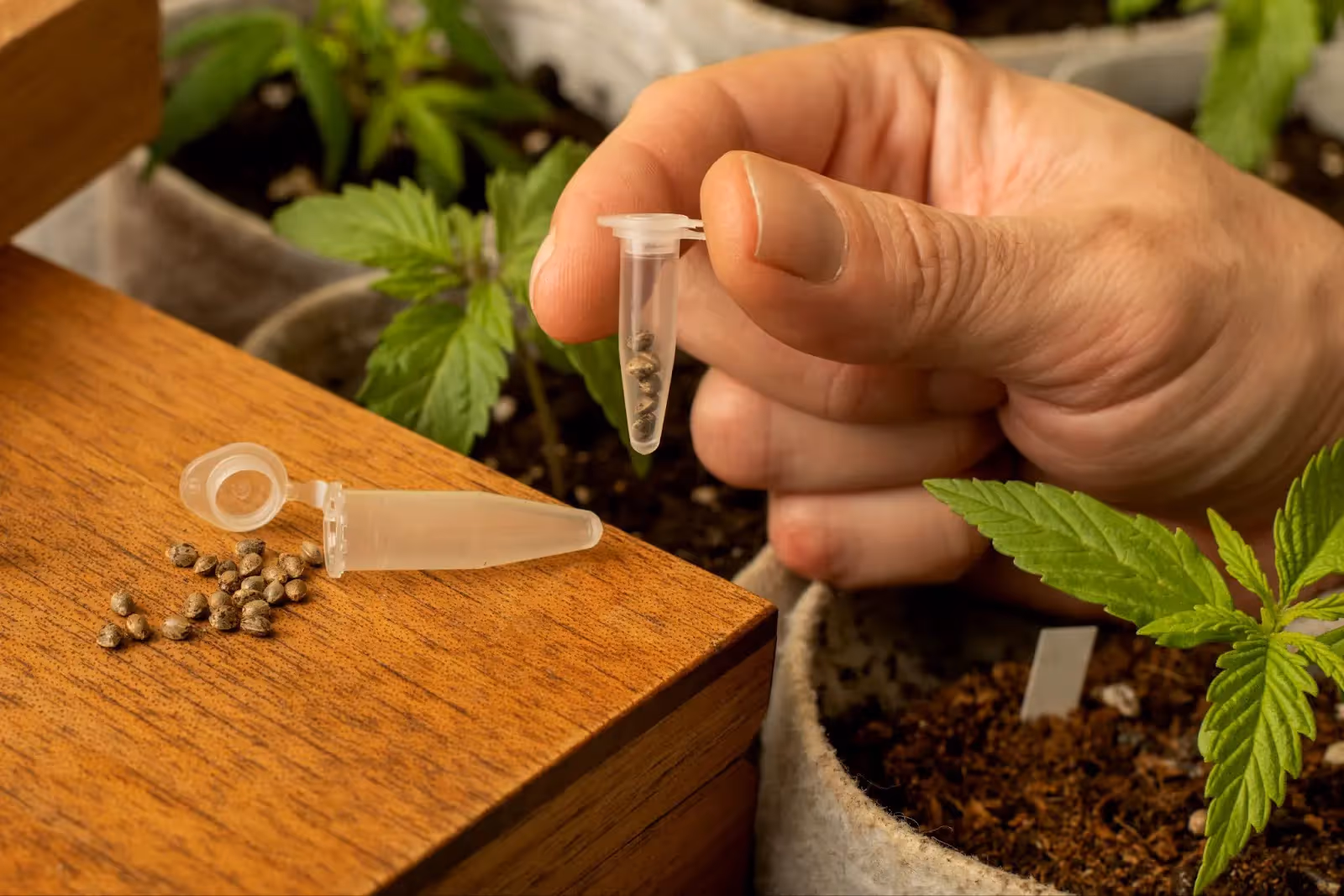 A cannabis grower holding some Autoflower vs feminized cannabis seeds.
