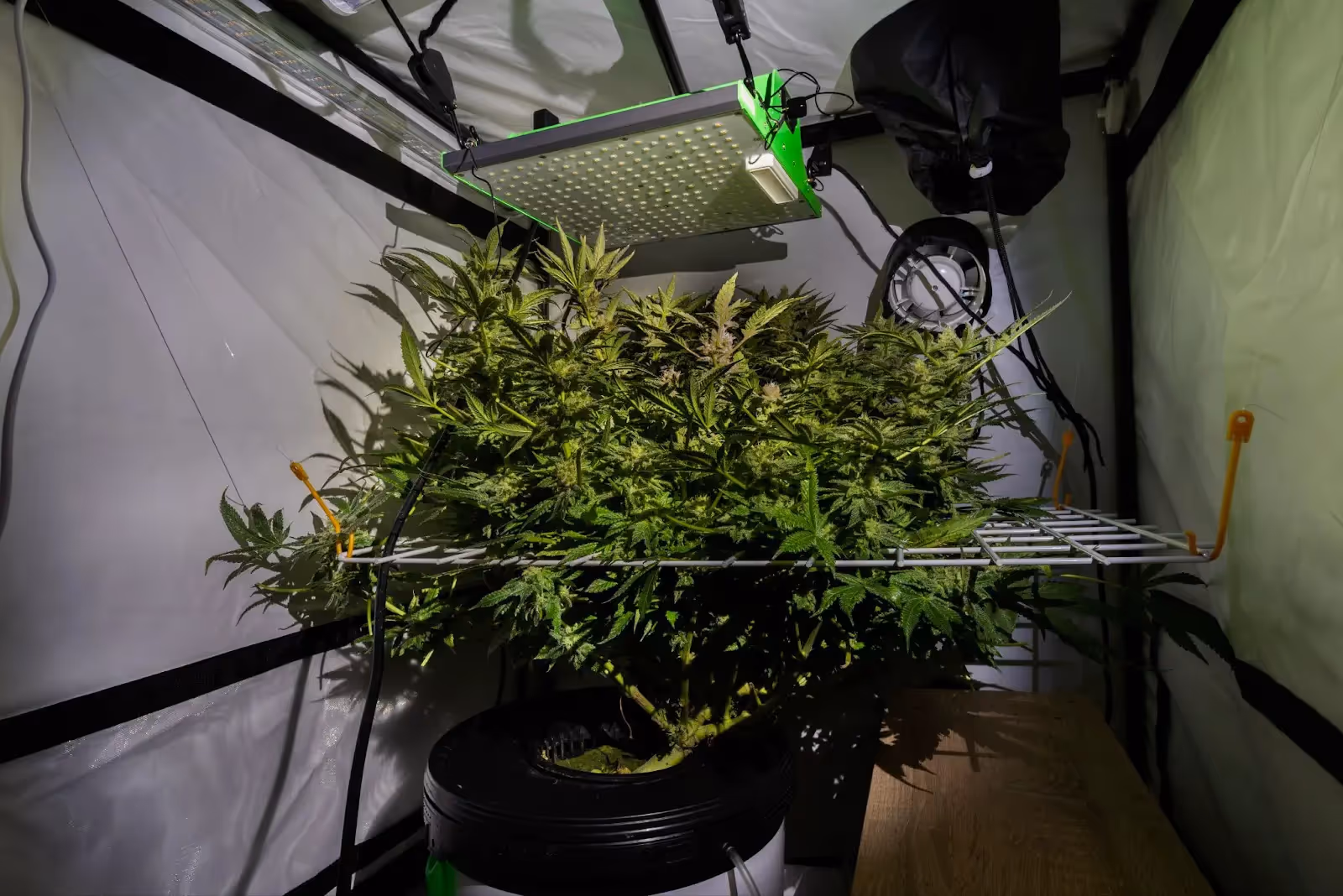 A wire scrog net placed over 1 cannabis plant in a small grow tent. 