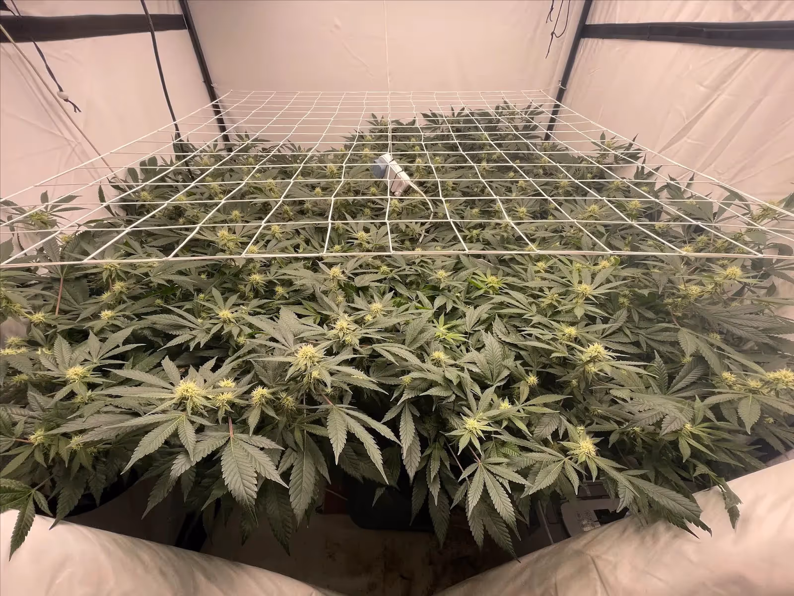 A large 1 plant scrog net.