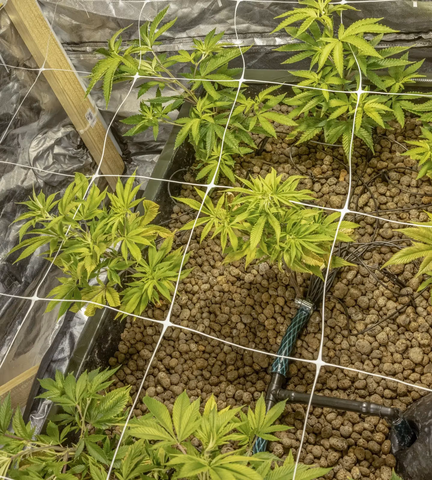 A large Scrog net placed over some sick cannabis plants. 