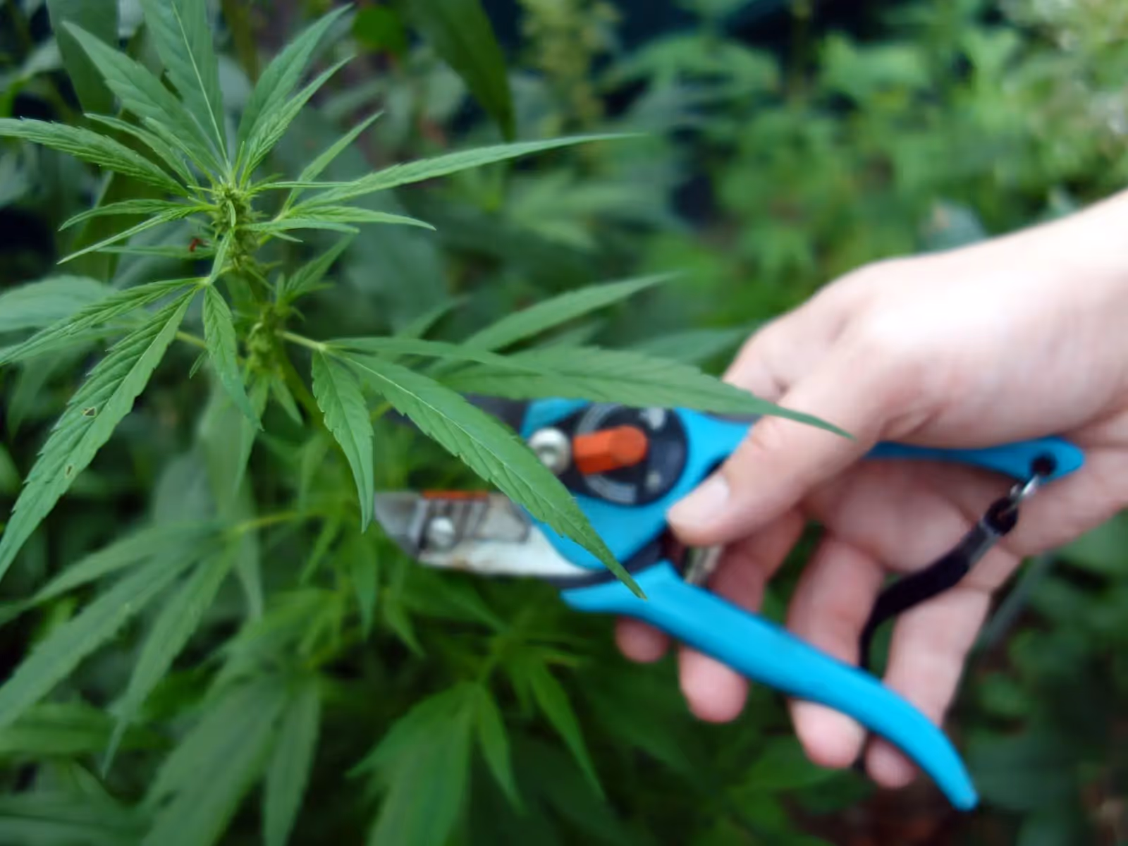 A grower pruning a cannabis plant.