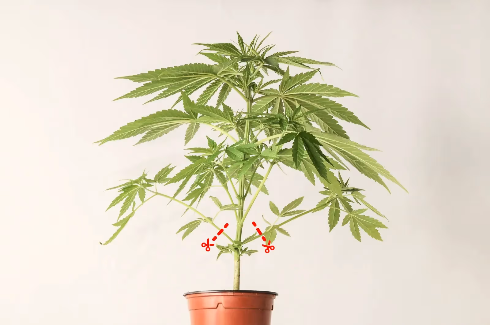 An illustration showing you where to lollypop a cannabis plant.