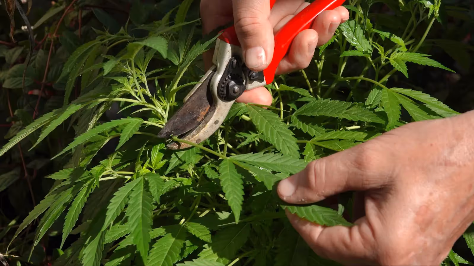 A grower pruning there cannabis plant.