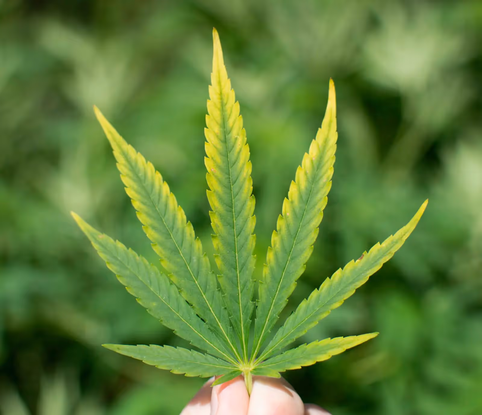 A cannabis leaf with a magnesium decency.