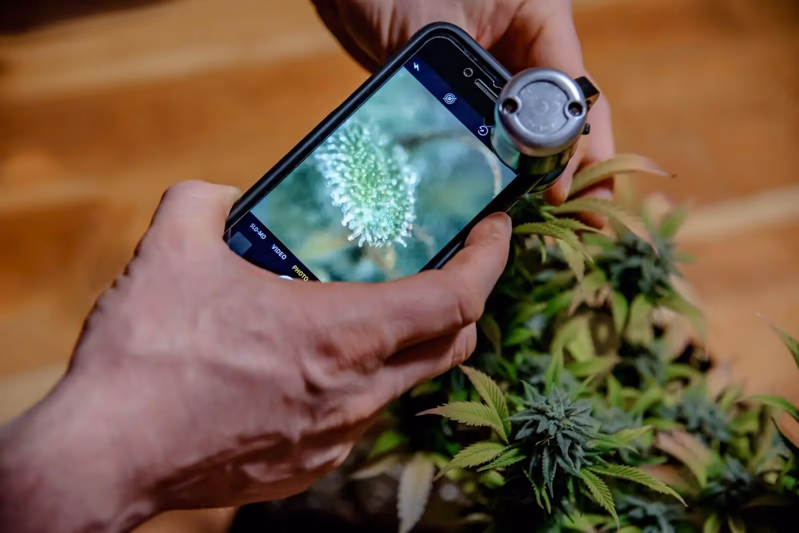 A man using a phone to take a photo of a close up of amber trichomes.