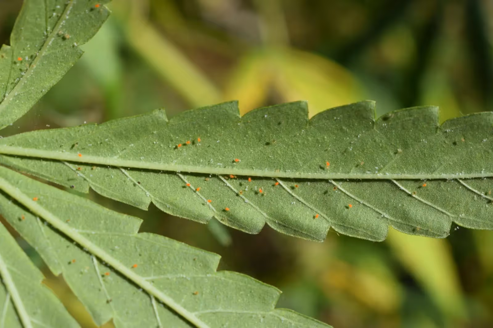 Spider mides on a cannabis leaf.