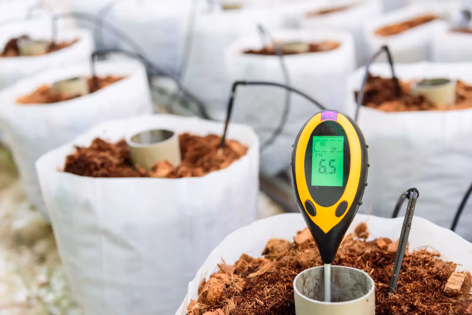 A PH meter in some cannabis pots.