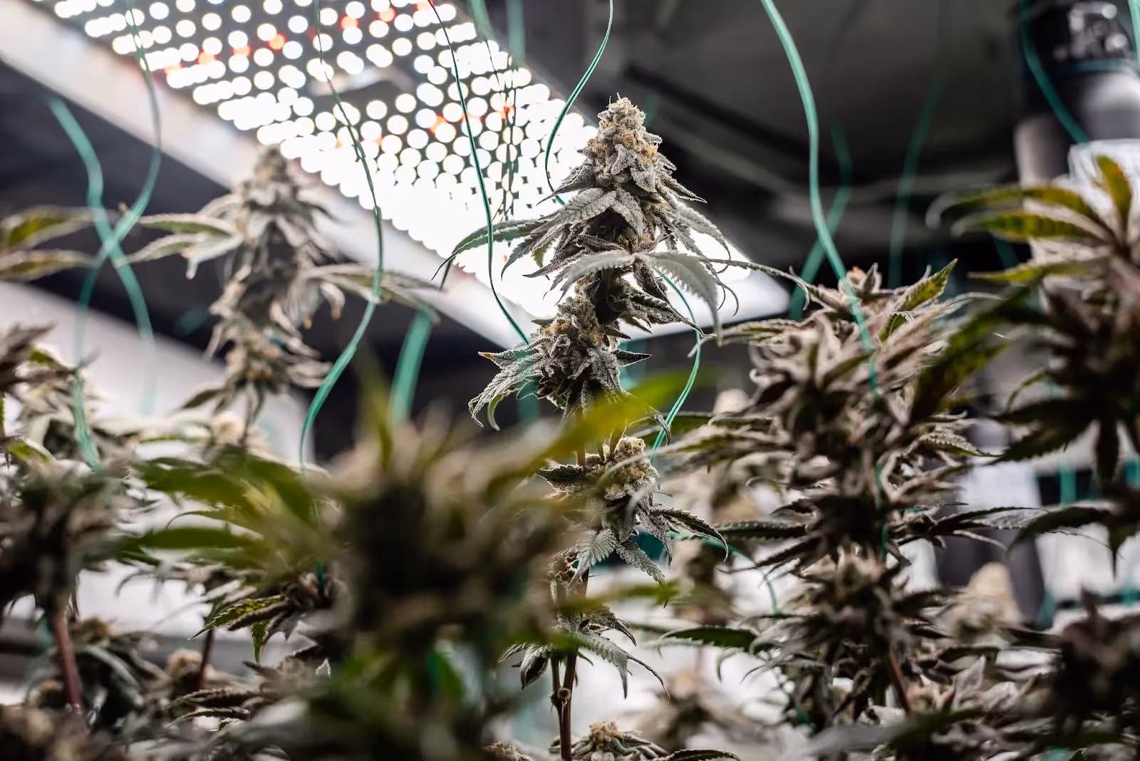 A flowering cannabis plant under a LED grow light.
