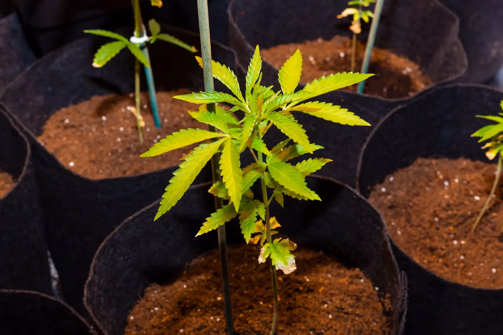 Yellow leaves on cannabis due to to much heat.