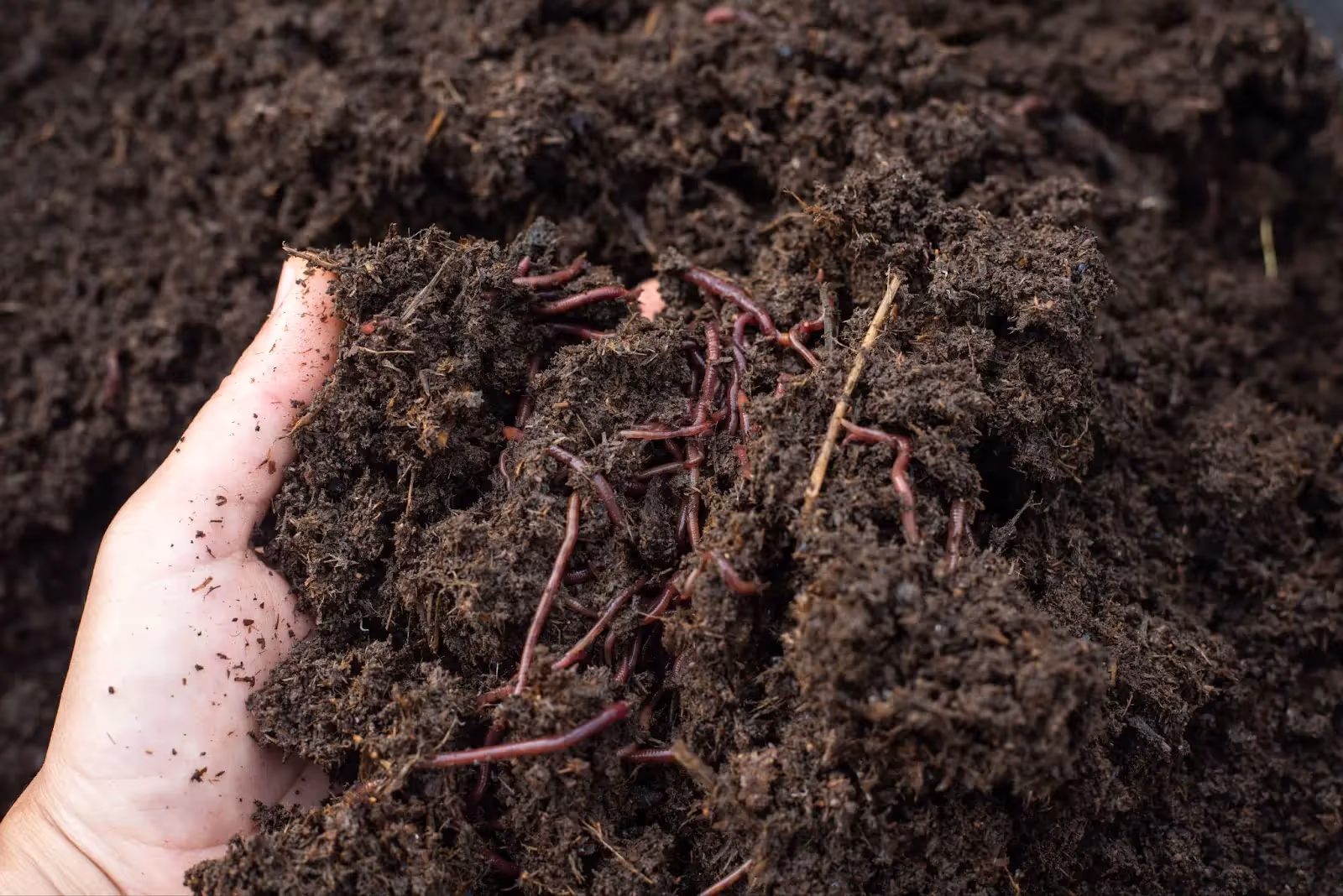 A close up of lots of worms in a rich cannabis compost.