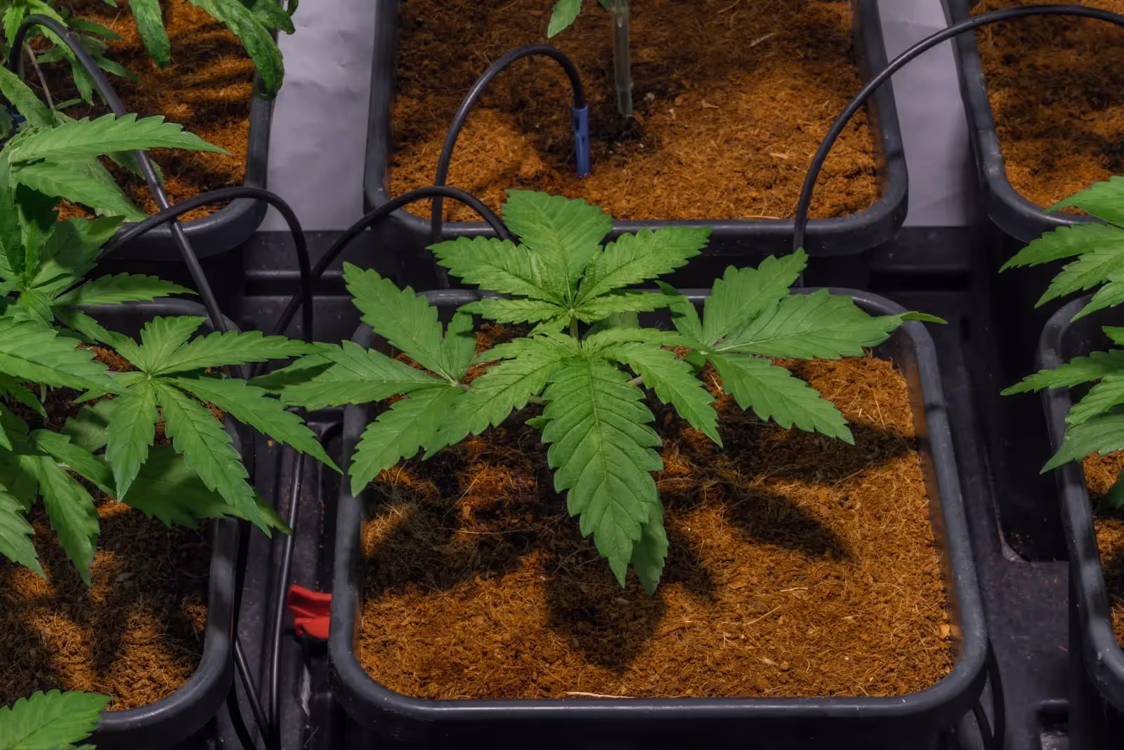 An autoflower vs photoperiod cannabis plant in a grow room.