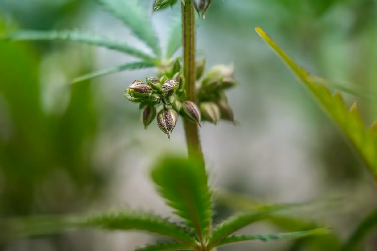 Early signs of a male plant in an indoor cannabis garden. 