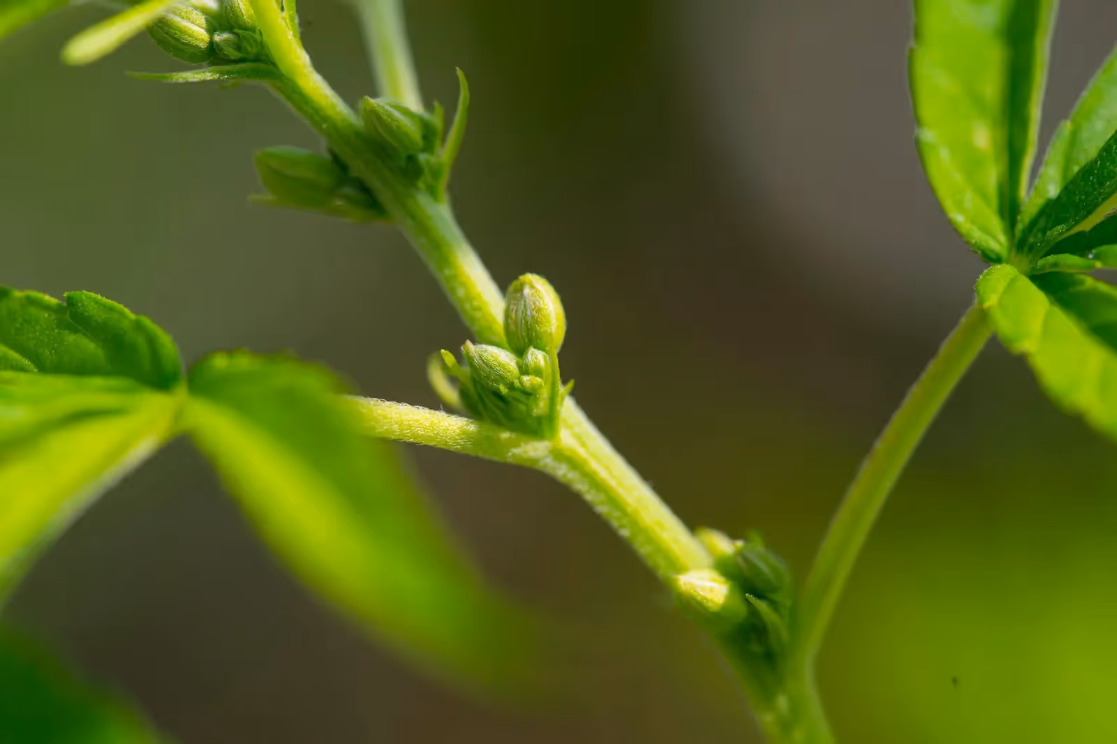 A close up of a young male cannabis plant.