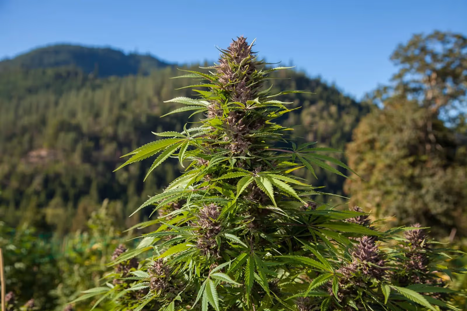Cannabis flowering outdoors with mountains in the background