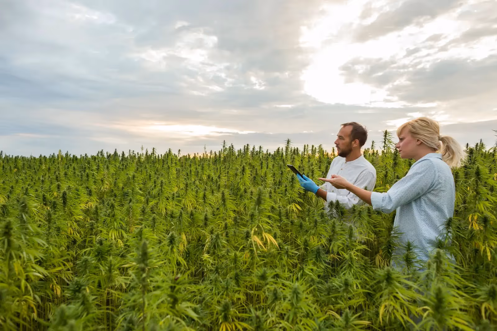 Two people assessing when to flower their cannabis crop outdoors 