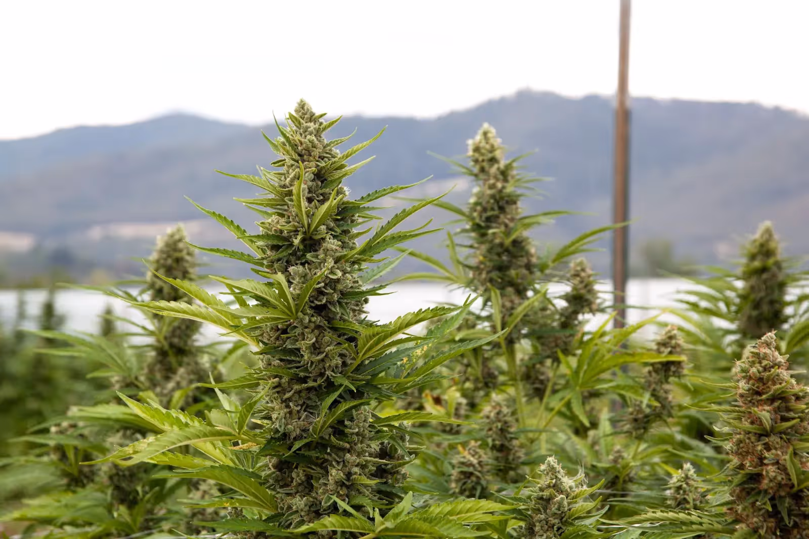 Close up of cannabis plants flowering outdoors