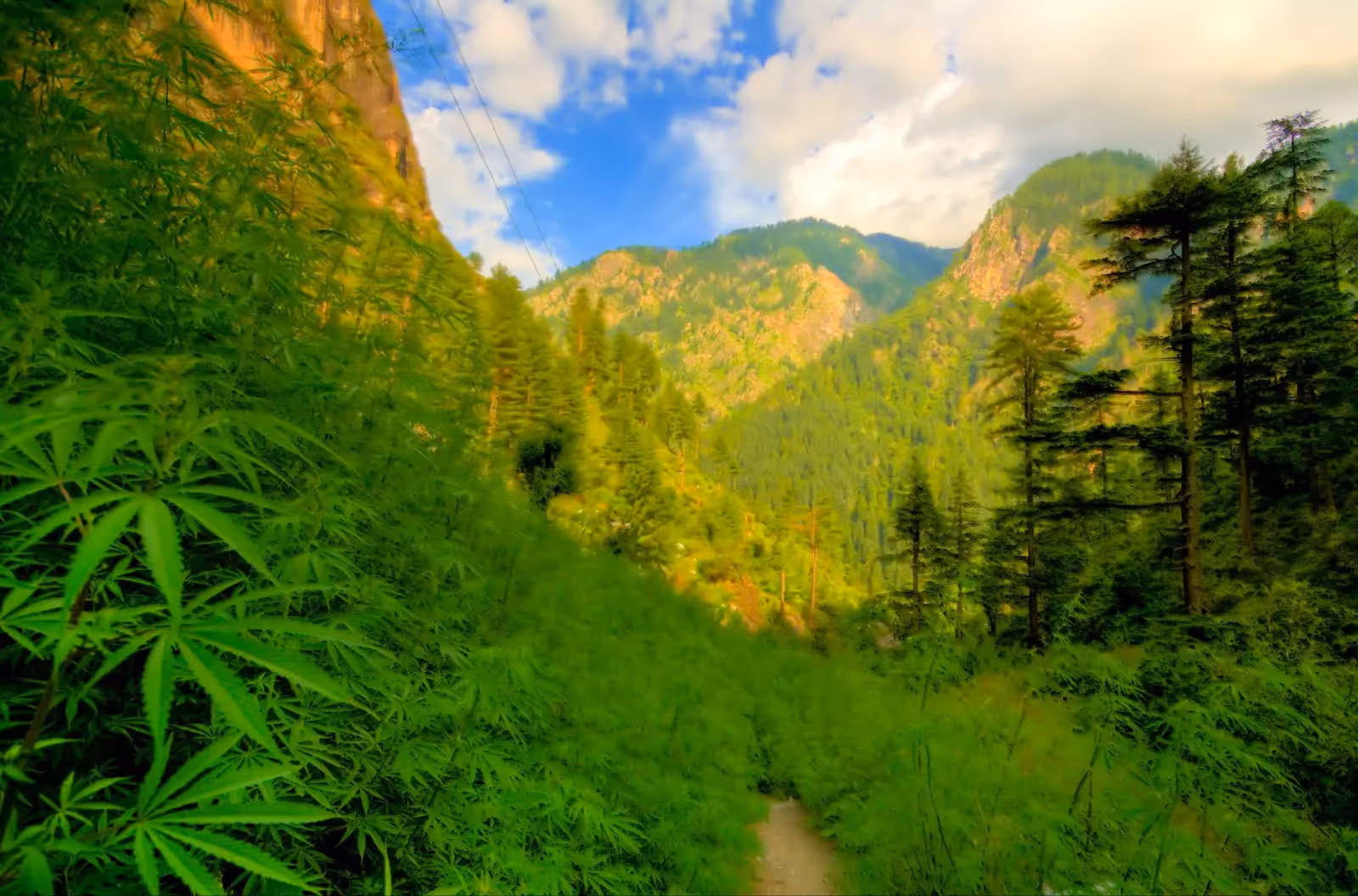 Cannabis plants flowering outside in Parvati Valley, North India