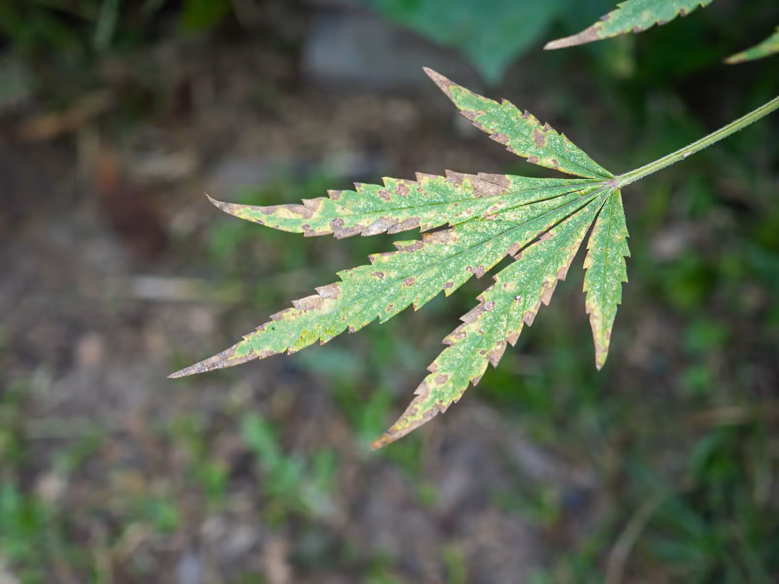 A Cannabis calcium deficiency in an outdoor plant.