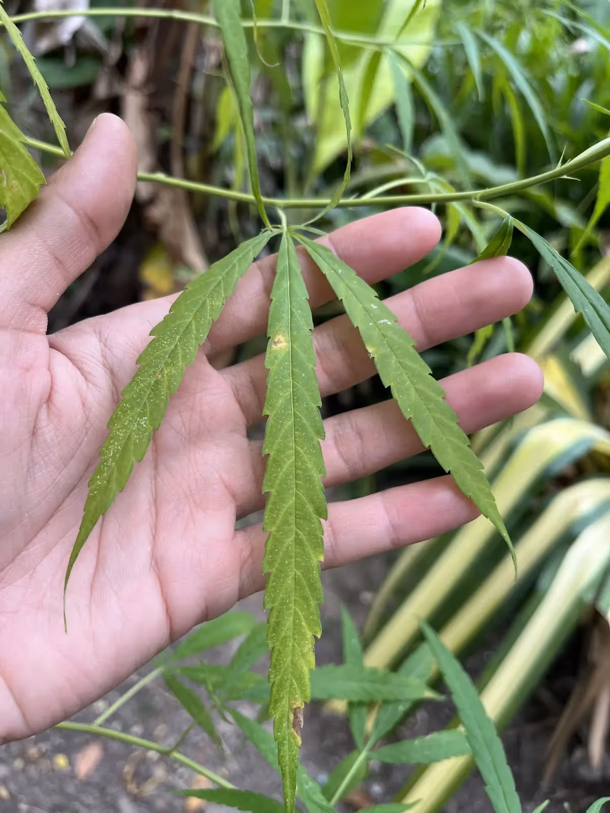 A large cannabis leaf showing a cannabis calcium deficiency.