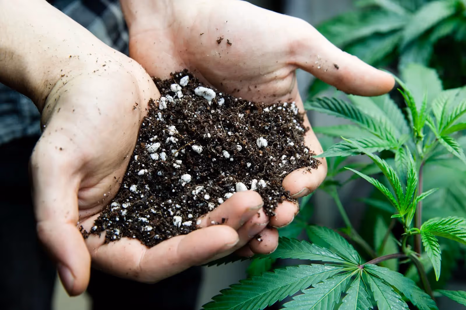 A grower holding some soil next to a cannabis plant.