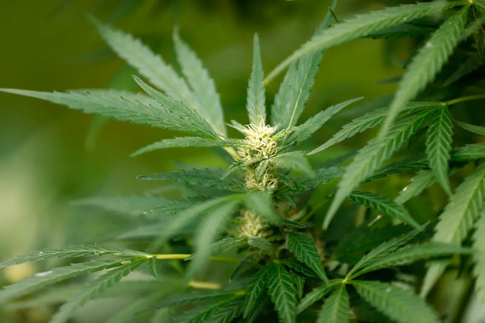 A young female autoflower cannabis plant flowering outside.