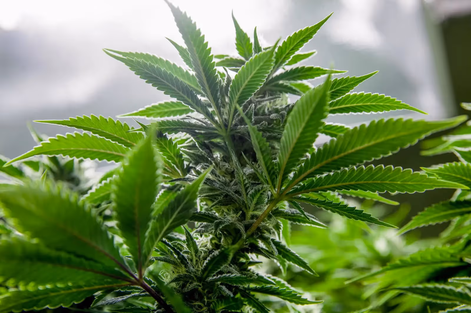 Ab autoflower cannabis plant flowering in a grow room.