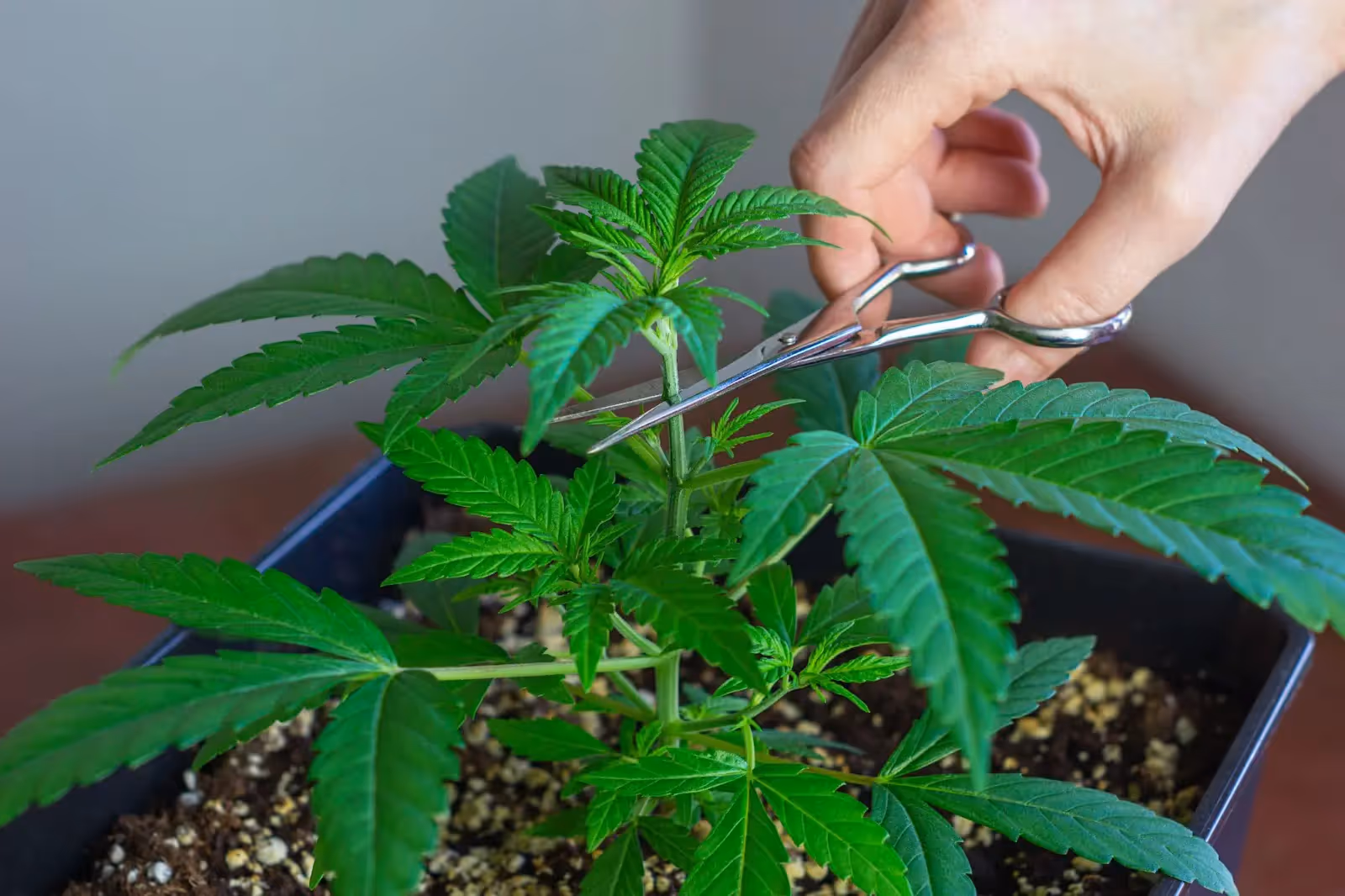 A grower topping an autoflower cannabis plant.