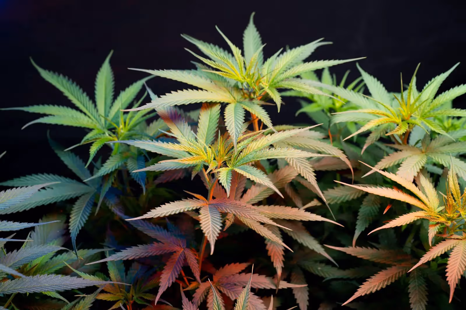 A healthy cannabis plant.