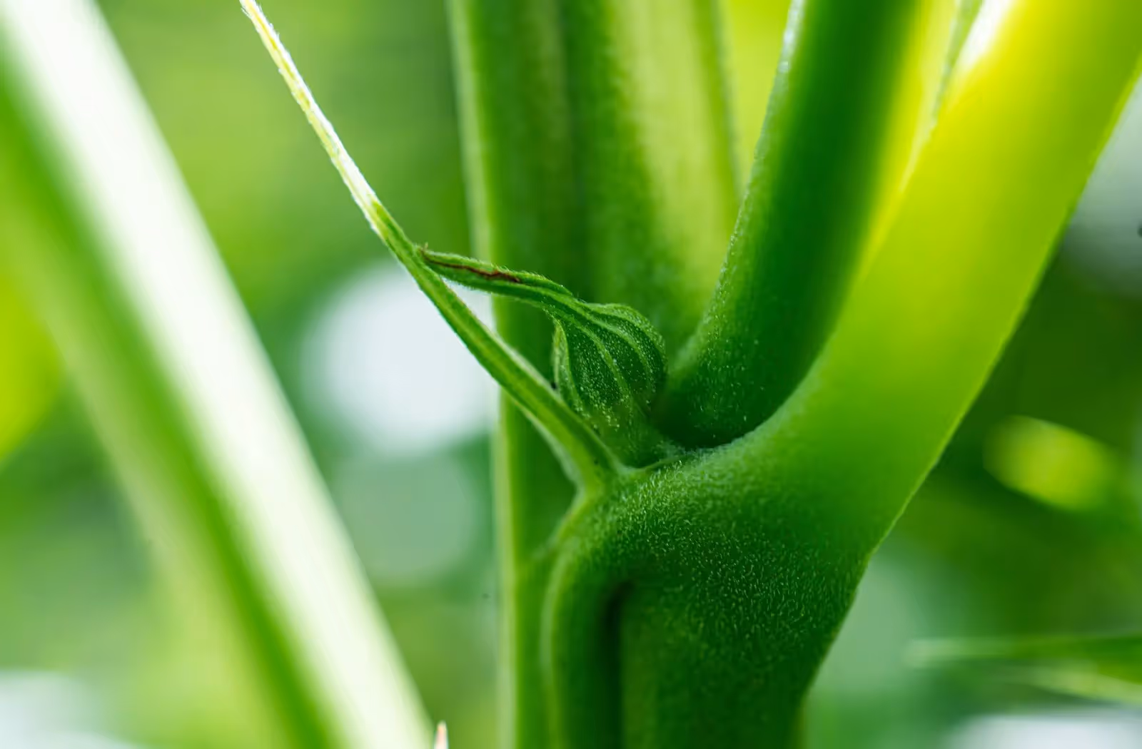 A close up of a male cannabis plant in a grow room.