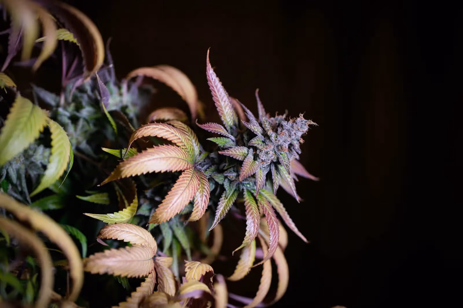 A flowering cannabis with yellow leaves plant fading.