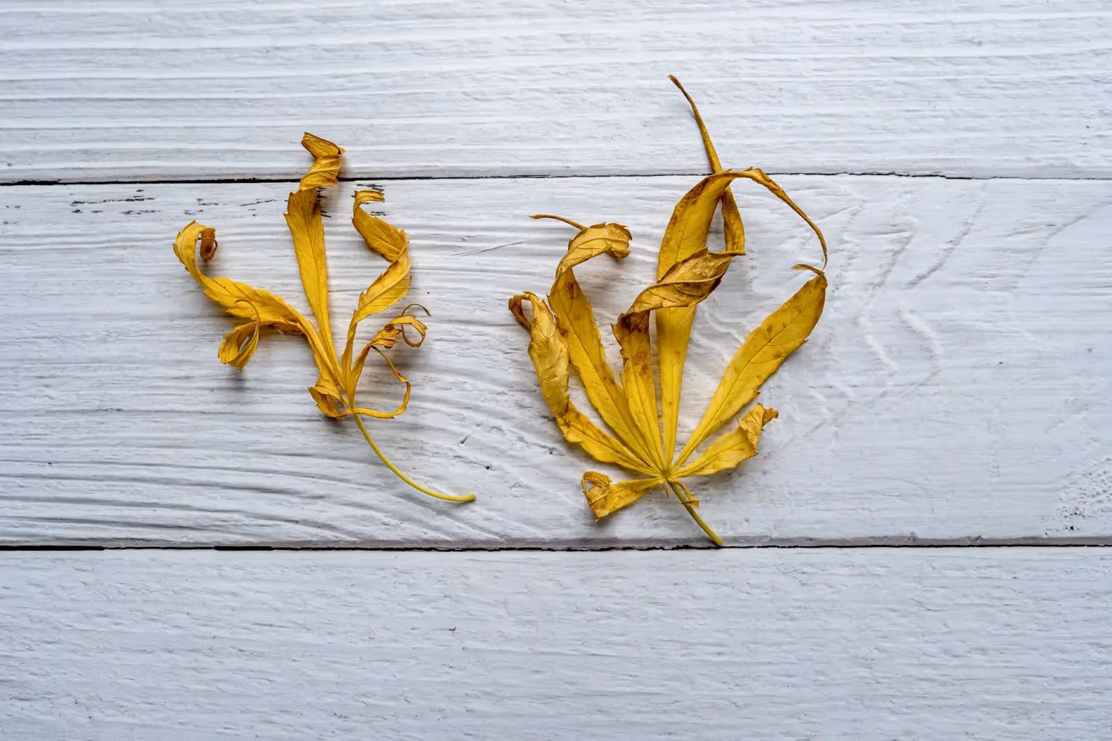 An under watered cannabis plant with yellow leaves.