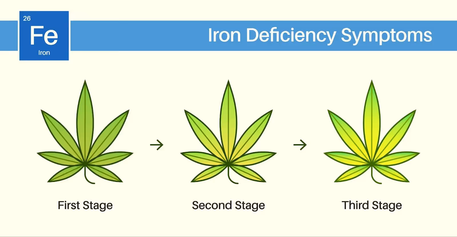 An illustration showing the different stages of yellow leaves on cannabis due to a iron deficiency.