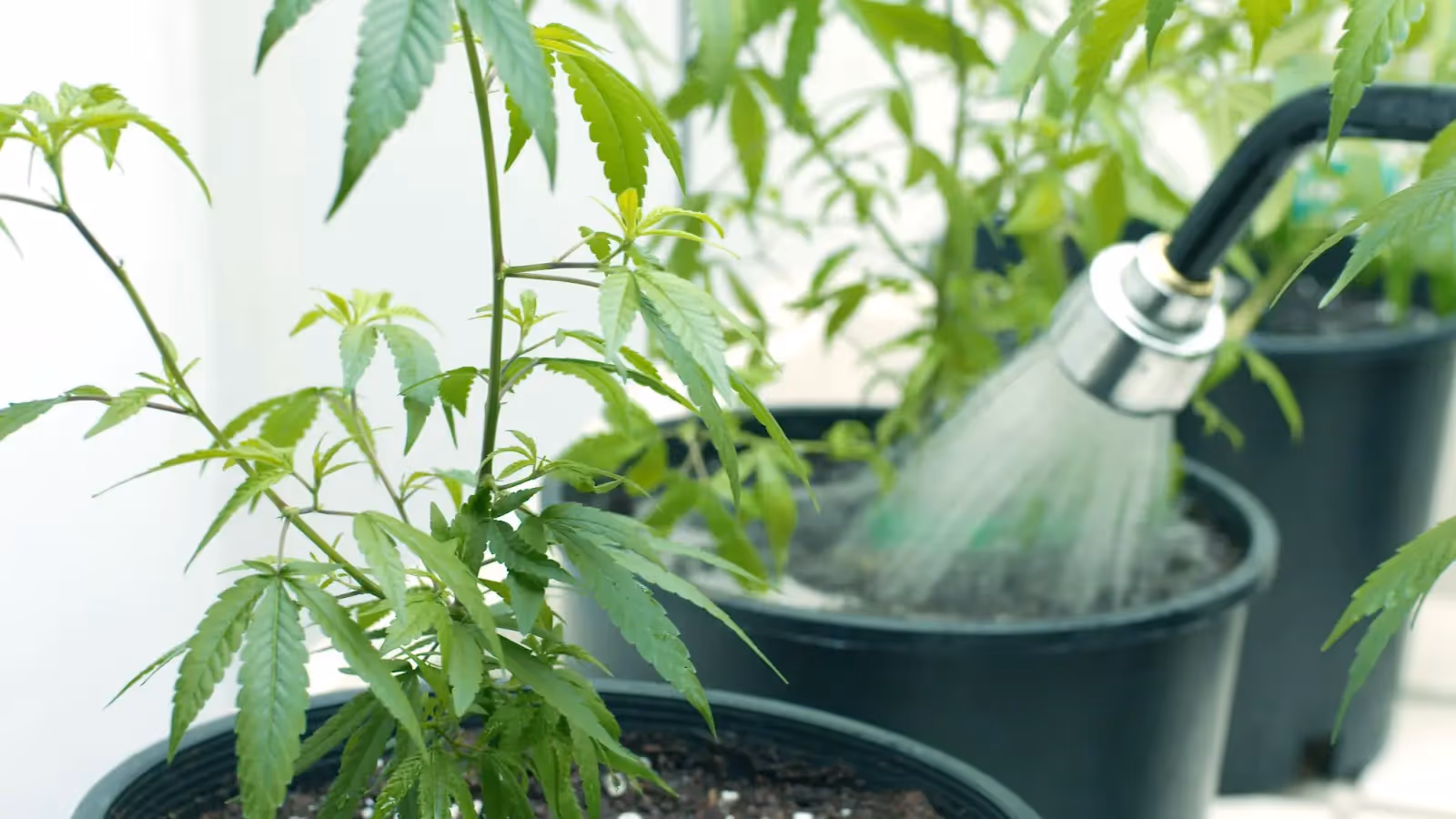 A grower watering a cannabis plant.