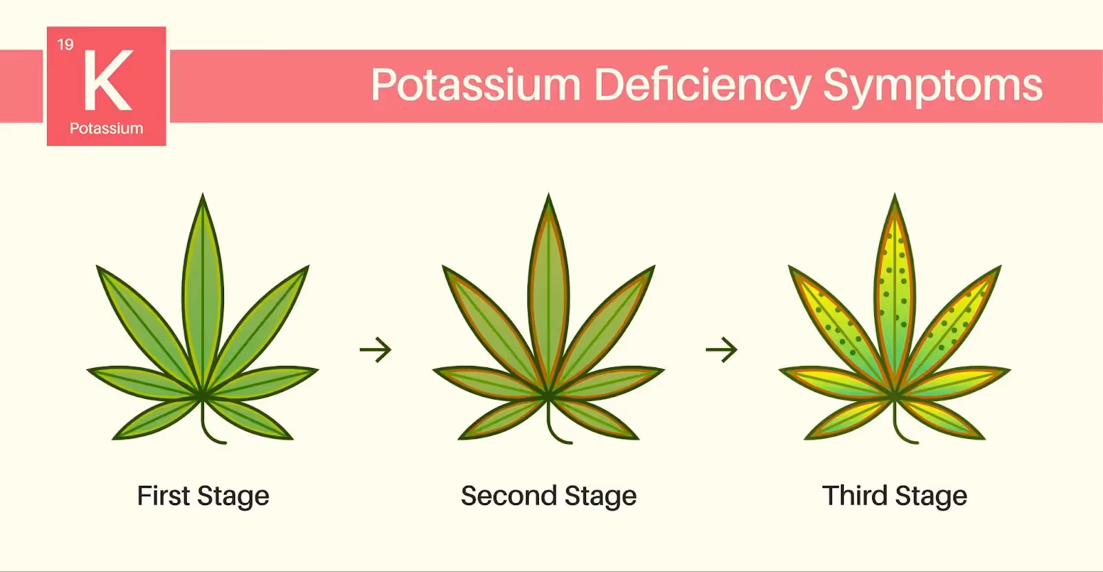 An illustration showing the different stages of yellow leaves on cannabis due to a potassium deficiency.