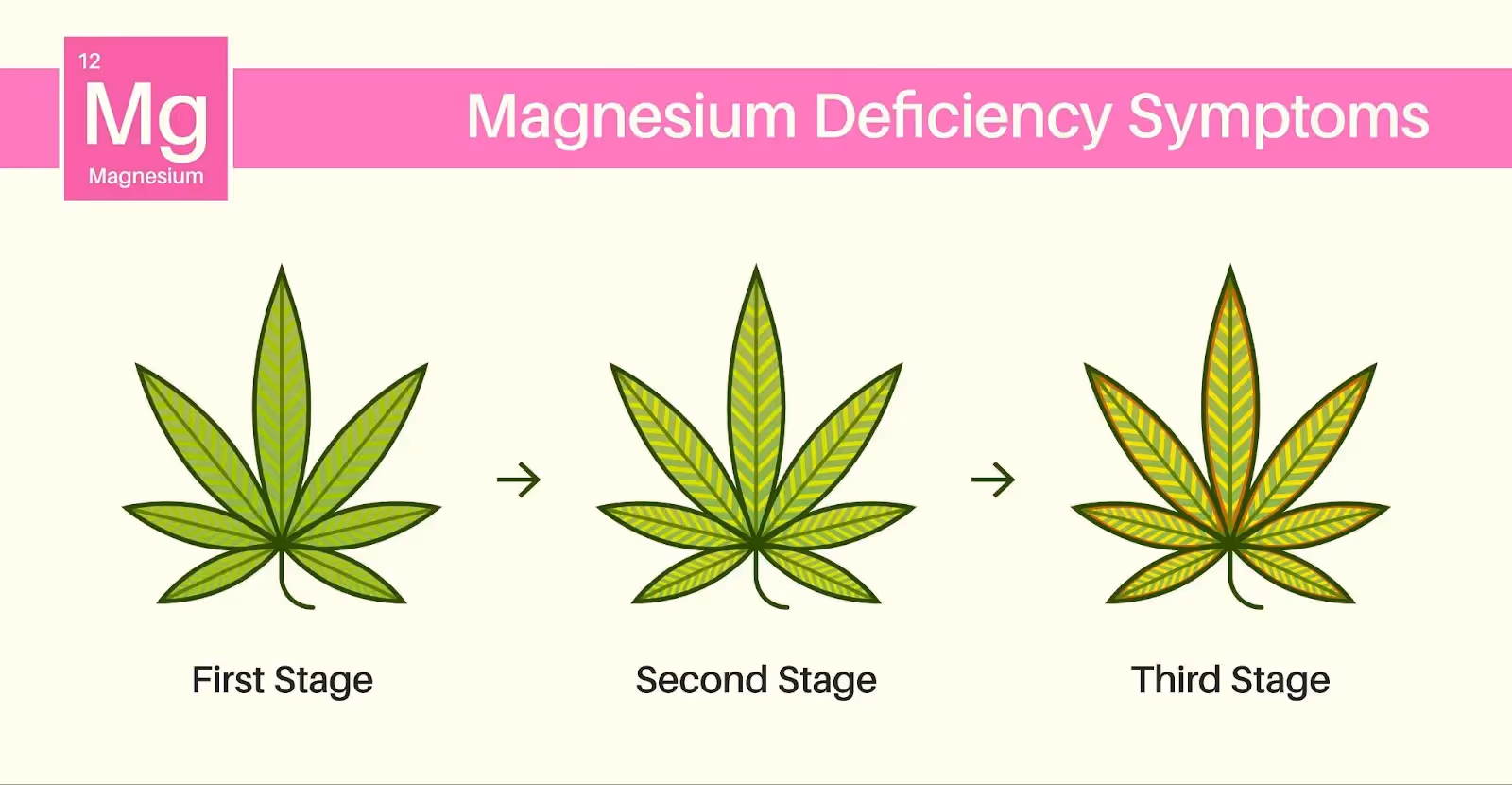 An illustration showing the different stages of yellow leaves on cannabis due to a magnesium deficiency.