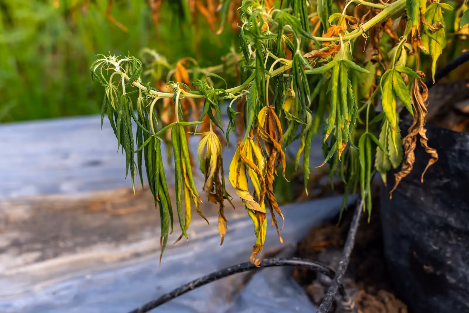 Yellow leaves on cannabis due to a lack of water.