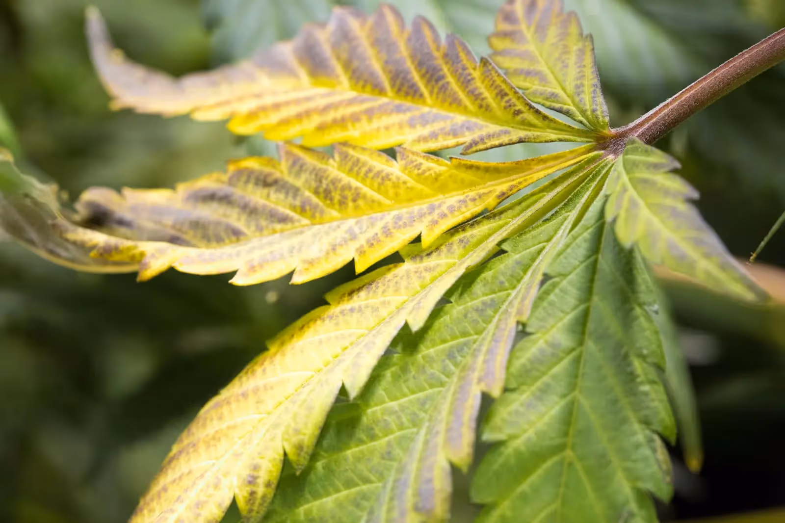 Yellow leaves on cannabis due to a lack of magnesium. 