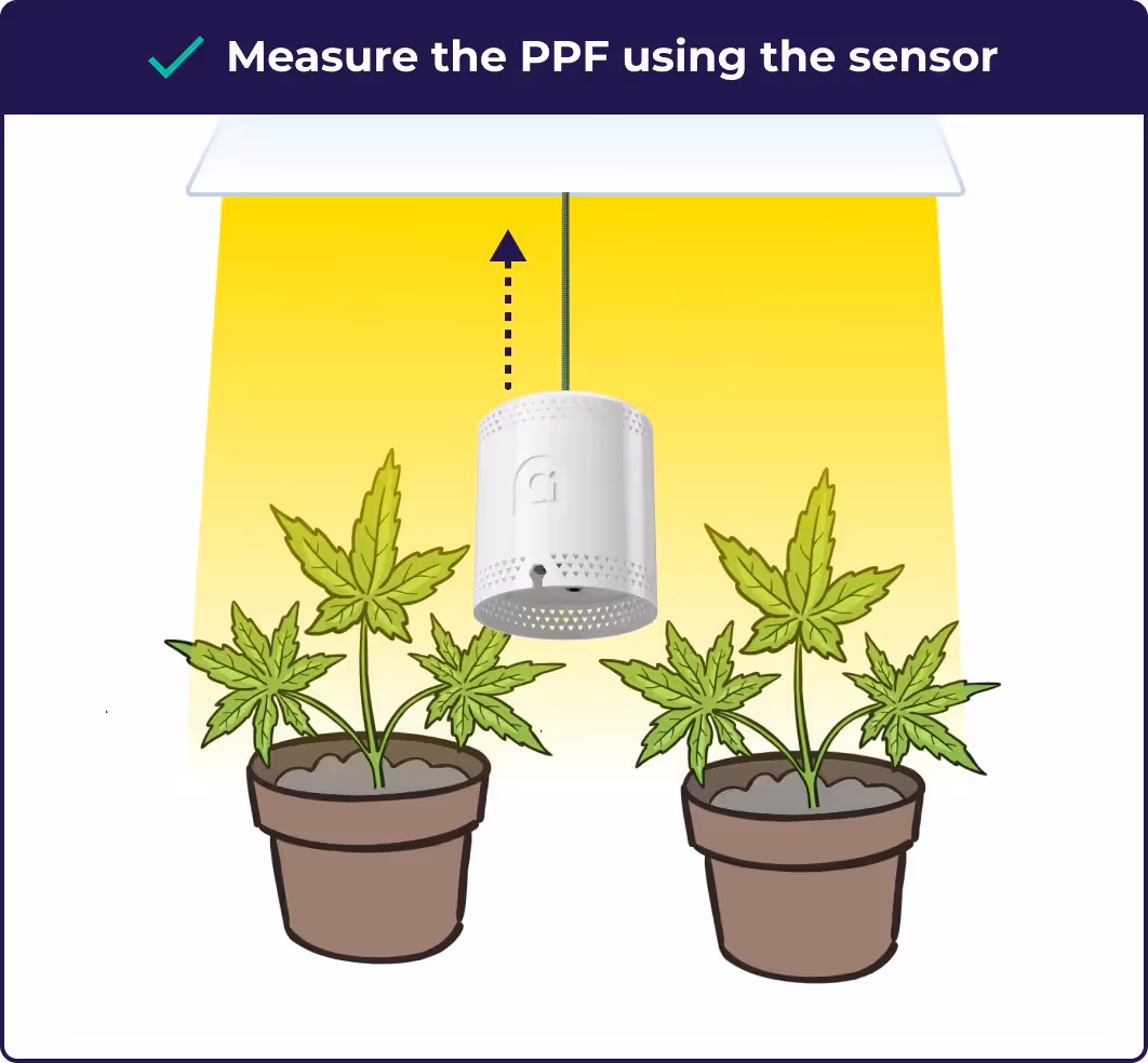 An illustration showing the grower where to measure the ppf in the grow room to dial in PPFD for flower.